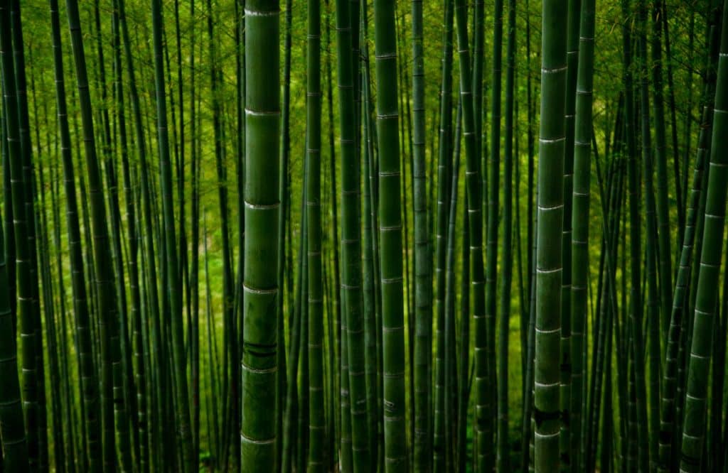 plante artificielle bambou
