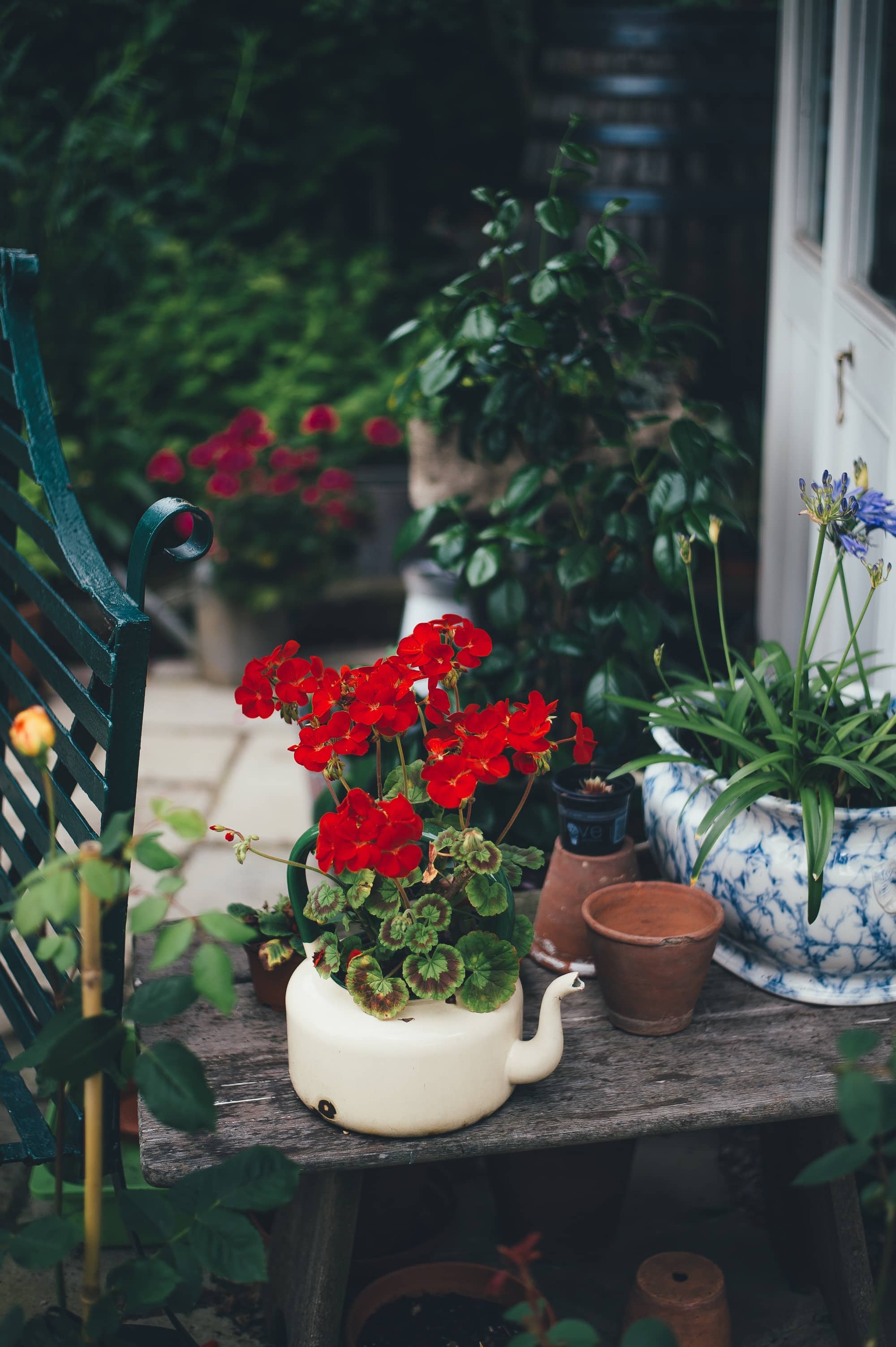 Pots plantes théières avec fleurs rouges