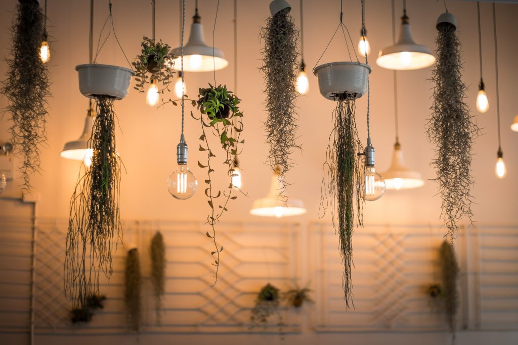 des plantes et des lampes au plafond